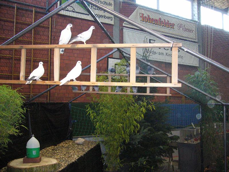 Ortsschau Langenberg 2008 157.jpg - Impressionen der Ortschau Langenberg 2008